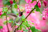 Hummingbird Tales